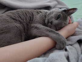 猫が甘えてくる際の心理と萌える仕草