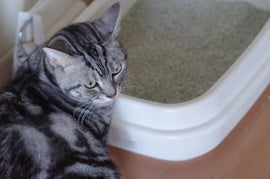 猫のオシッコのニオイが強い理由と有効な対策