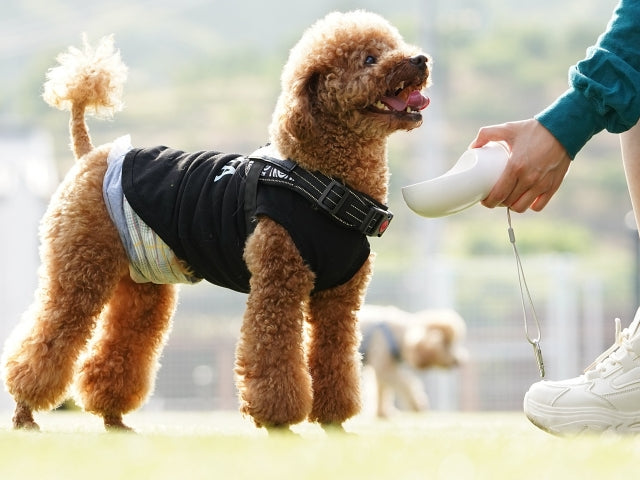 トイプードルを飼う前に知っておきたいこと