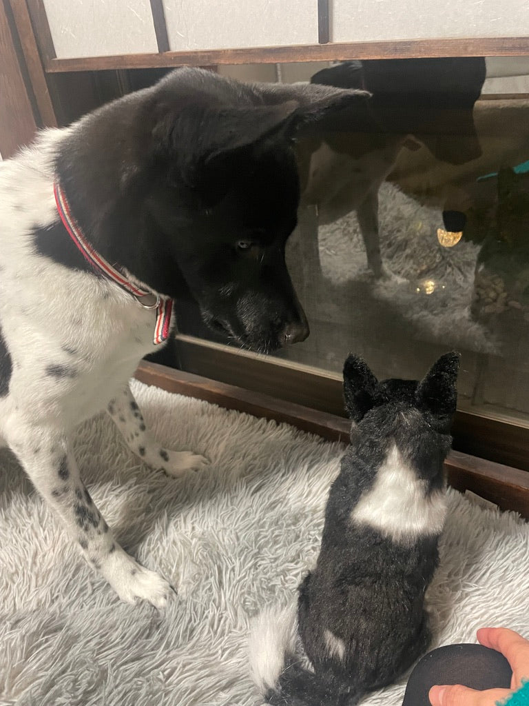 さいとうさんちのポチくんに弟くんあらわる!?