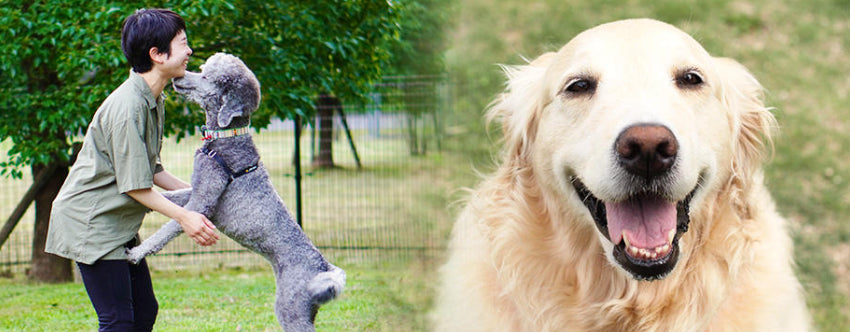 被毛を洗うだけじゃ不十分!愛犬の爪や耳、肛門腺など定期的にケアすべき部位