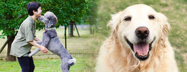被毛を洗うだけじゃ不十分!愛犬の爪や耳、肛門腺など定期的にケアすべき部位