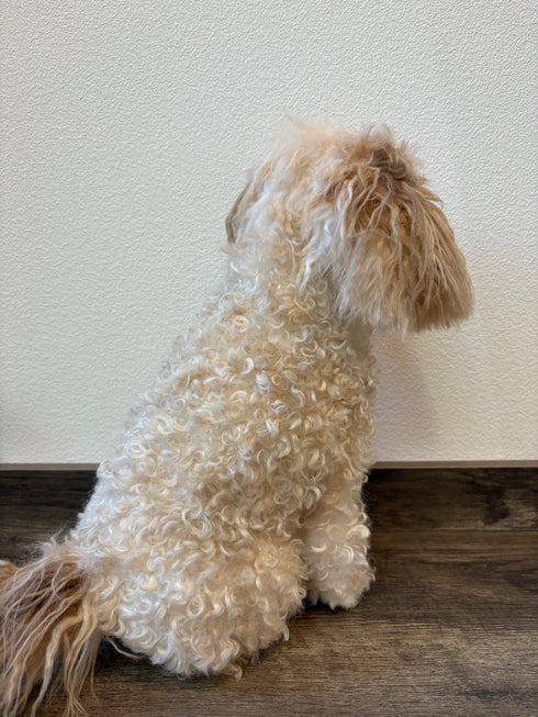 【犬】写真から作るオーダーメイドのぬいぐるみ