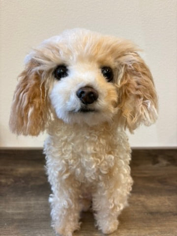 【犬】写真から作るオーダーメイドのぬいぐるみ