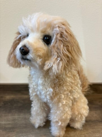 【犬】写真から作るオーダーメイドのぬいぐるみ