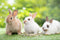 【その他の動物】写真から作るオーダーメイドのぬいぐるみ