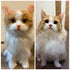 【猫】写真から作るオーダーメイドのぬいぐるみ