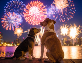 犬が雷や花火を怖がる理由と今日からできる対策