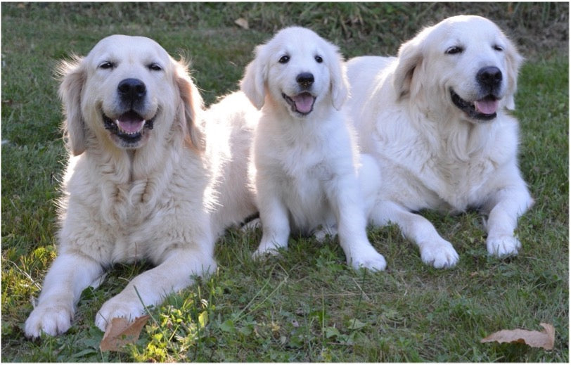 犬は何歳からシニア？ 愛犬の老化との向き合い方