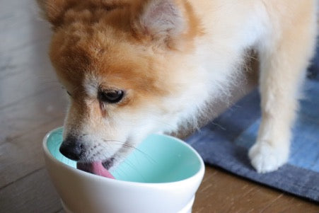 犬・猫が食べてはいけない人間の食べ物とは？危険な理由も解説
