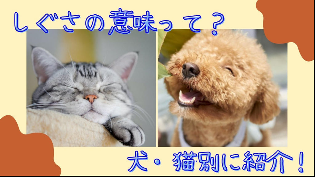 ペットのしぐさが表す意味とは？犬・猫別に紹介！