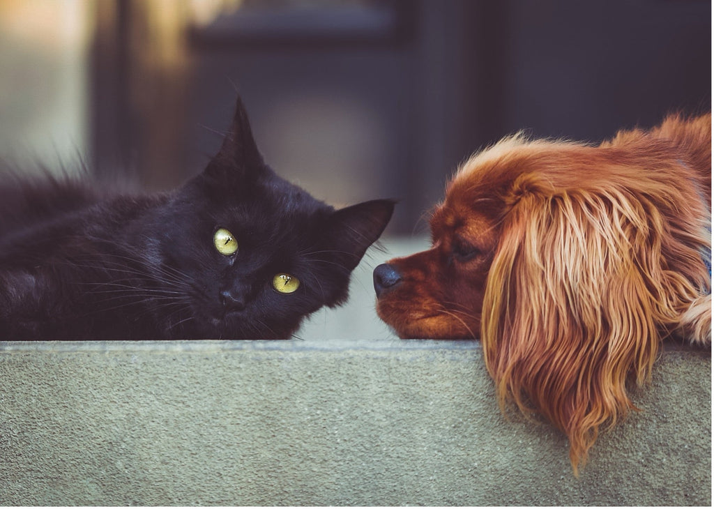 犬と猫の災害対策