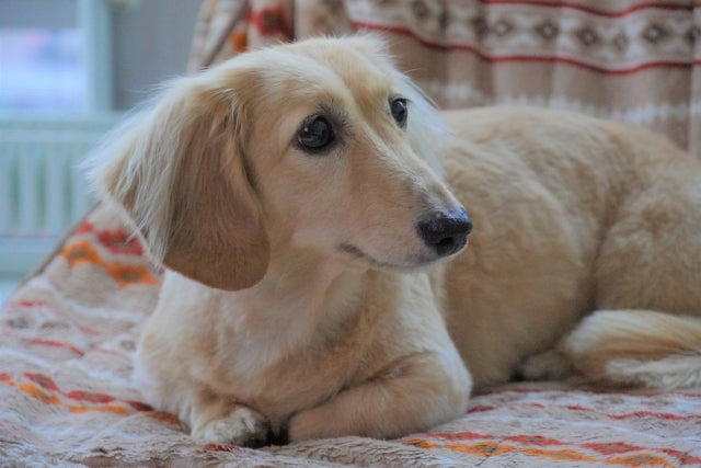 ミニチュアダックスフンドを飼う前に知っておきたいこと