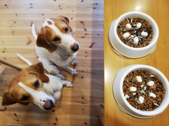 愛犬のドッグフードを選ぶ際の注意点