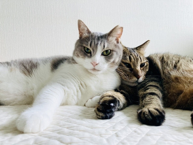 猫を多頭飼いする際の4つの注意点！