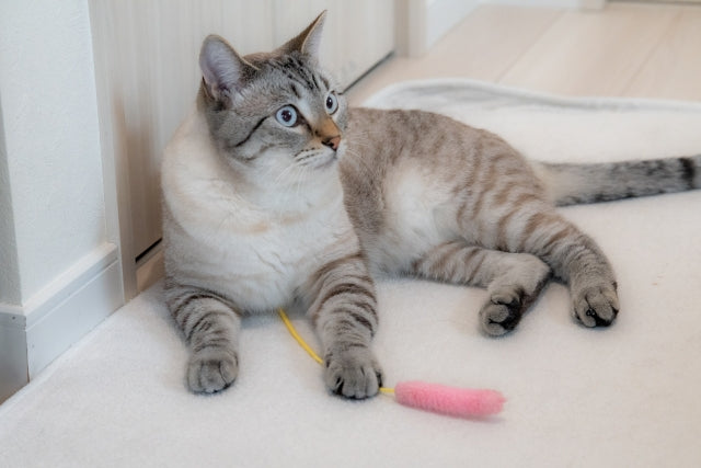 猫の謎行動5選！習性を理解し飼い主としてのレベルをアップさせよう