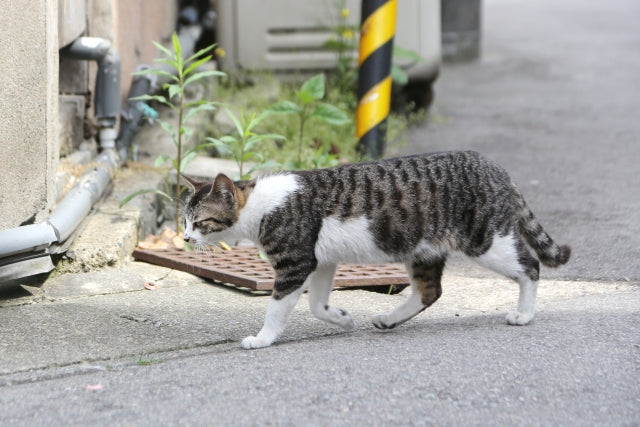 猫を放し飼いすることで起こるリスク4選