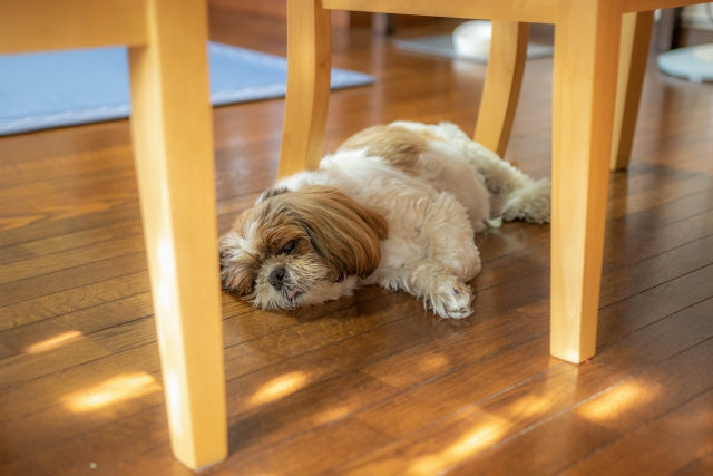 一人暮らしでも飼いやすい犬種とお留守番させる際の注意点