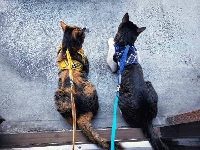 猫に散歩が不必要な理由
