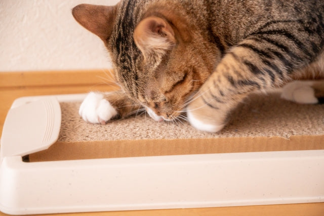 猫が爪研ぎをする理由と有効な対策