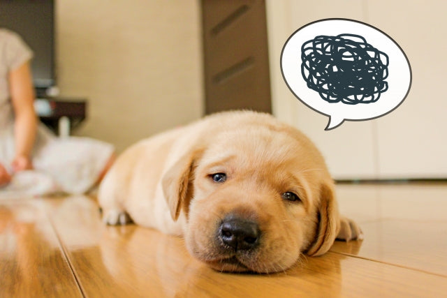 愛犬のお留守番に対する不安感を減らす方法3選