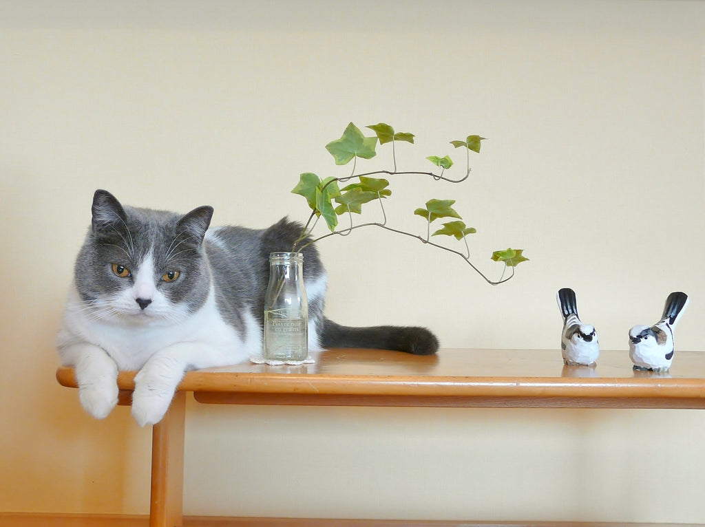 猫が安心するお部屋づくりの工夫