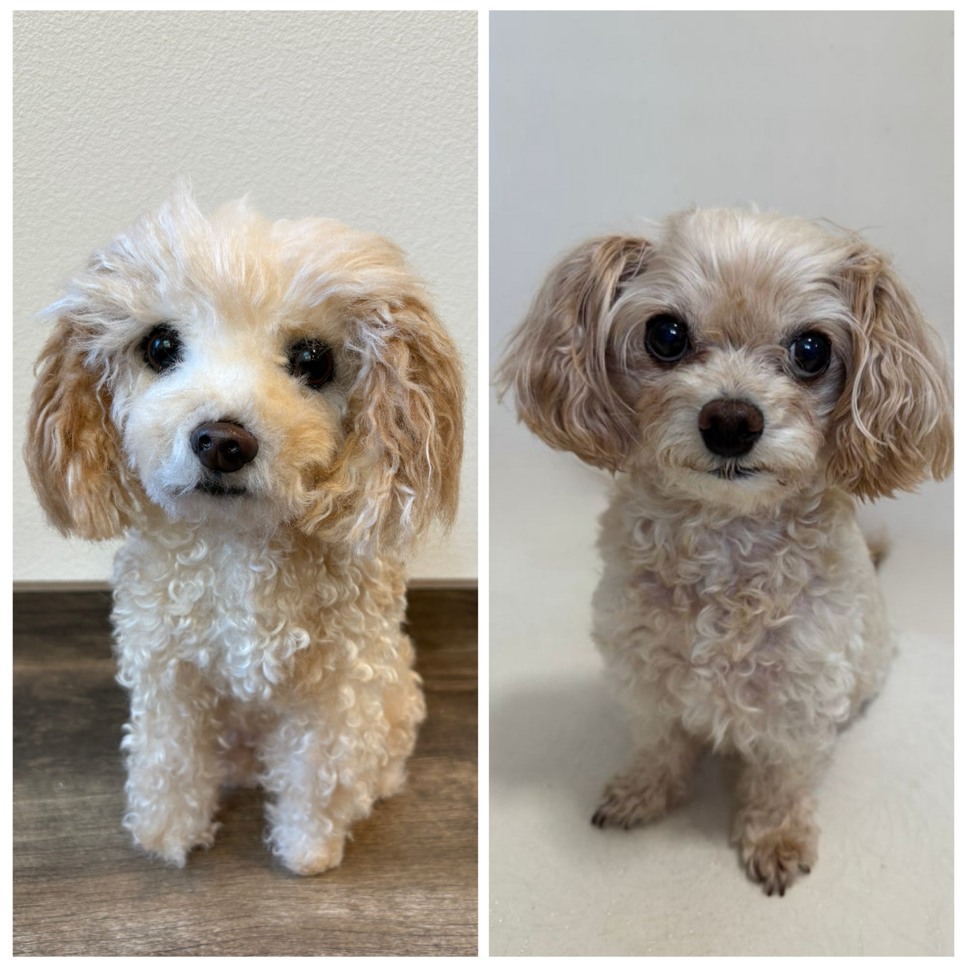 写真から作るオーダーメイドの愛犬や愛猫のぬいぐるみ – Petite famille